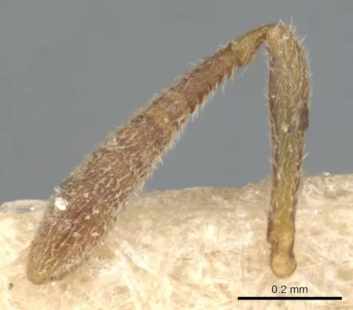 Hypoponera punctatissima specimen CASENT0903906 image casent0903906_3