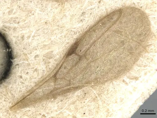 Hypoponera punctatissima specimen CASENT0903906 image casent0903906_5