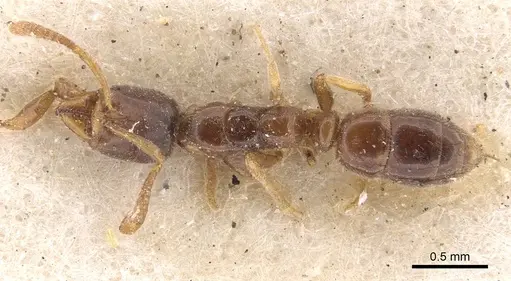 Hypoponera punctatissima specimen CASENT0907315 image casent0907315_1