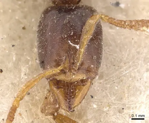 Hypoponera punctatissima specimen CASENT0907315 image casent0907315_2
