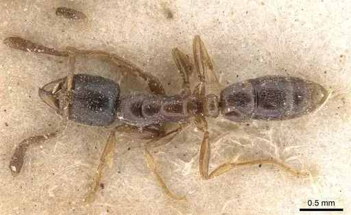 Hypoponera punctatissima specimen CASENT0907325 image casent0907325_1