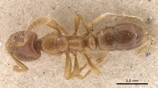 Hypoponera punctatissima specimen CASENT0907329 image casent0907329_1