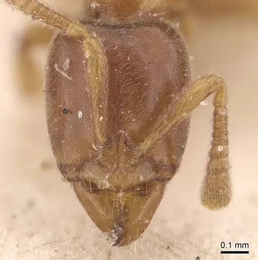 Hypoponera punctatissima specimen CASENT0907329 image casent0907329_2