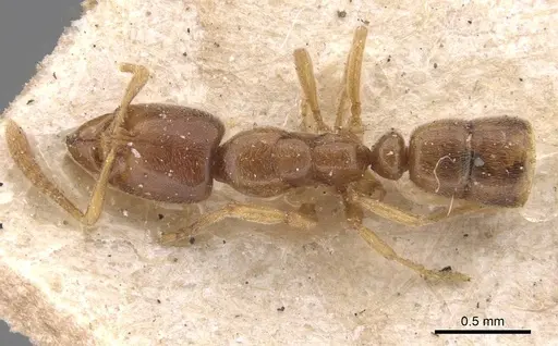 Hypoponera punctatissima specimen CASENT0907330 image casent0907330_1
