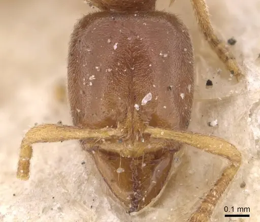 Hypoponera punctatissima specimen CASENT0907330 image casent0907330_2