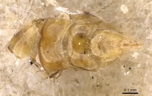 Hypoponera punctatissima specimen CASENT0907330 image casent0907330_4