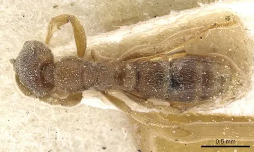 Hypoponera punctatissima specimen CASENT0915187 image casent0915187_1