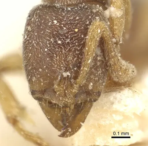 Hypoponera punctatissima specimen CASENT0915187 image casent0915187_2