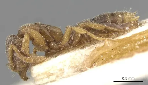 Hypoponera punctatissima specimen CASENT0915187 image casent0915187_3