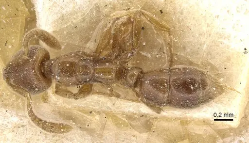 Hypoponera punctatissima specimen CASENT0915190 image casent0915190_1