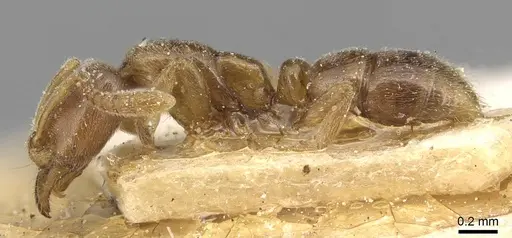 Hypoponera punctatissima specimen CASENT0915190 image casent0915190_3