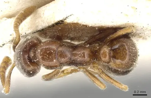 Hypoponera punctatissima specimen CASENT0915194 image casent0915194_1