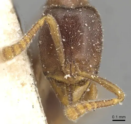 Hypoponera punctatissima specimen CASENT0915194 image casent0915194_2