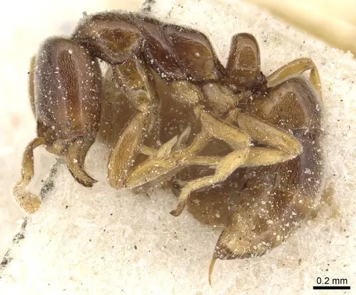 Hypoponera punctatissima specimen CASENT0915194 image casent0915194_3