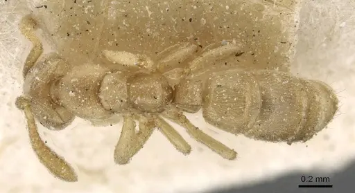 Hypoponera punctatissima specimen CASENT0915195 image casent0915195_1