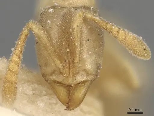 Hypoponera punctatissima specimen CASENT0915195 image casent0915195_2