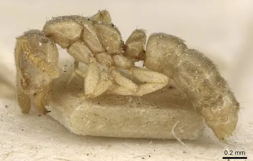 Hypoponera punctatissima specimen CASENT0915195 image casent0915195_3