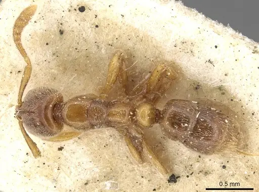 Hypoponera punctatissima specimen CASENT0915204 image casent0915204_1