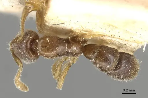 Hypoponera punctatissima specimen CASENT0915206 image casent0915206_1