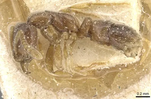 Hypoponera punctatissima specimen CASENT0915206 image casent0915206_3