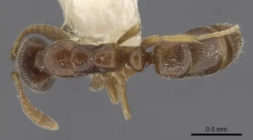 Hypoponera punctatissima specimen CASENT0915474 image casent0915474_1