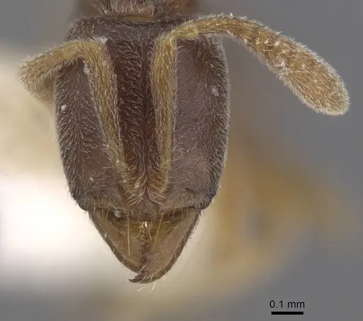 Hypoponera punctatissima specimen CASENT0915474 image casent0915474_2