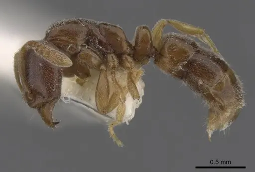 Hypoponera punctatissima specimen CASENT0915474 image casent0915474_3