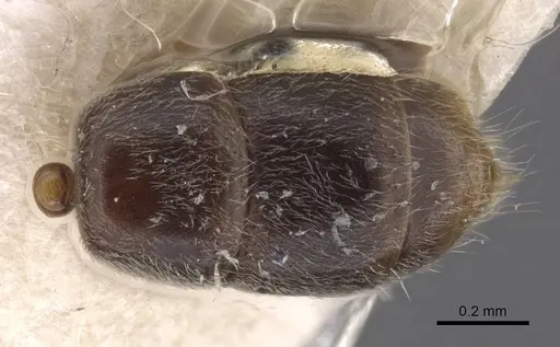 Hypoponera punctatissima specimen CASENT0915475 image casent0915475_2
