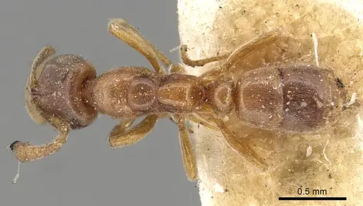 Hypoponera punctatissima specimen CASENT0915490 image casent0915490_1