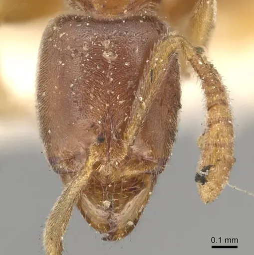 Hypoponera punctatissima specimen CASENT0915490 image casent0915490_2