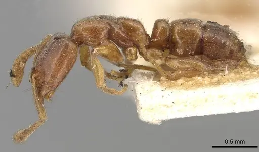 Hypoponera punctatissima specimen CASENT0915490 image casent0915490_3