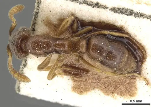 Hypoponera punctatissima specimen CASENT0915492 image casent0915492_1