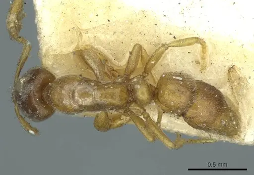 Hypoponera punctatissima specimen CASENT0915869 image casent0915869_1
