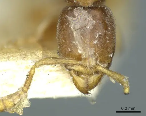 Hypoponera punctatissima specimen CASENT0915869 image casent0915869_2