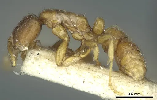 Hypoponera punctatissima specimen CASENT0915869 image casent0915869_3