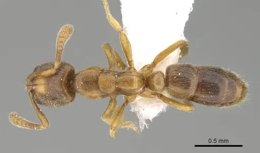Hypoponera punctatissima specimen CASENT0919815 image casent0919815_1