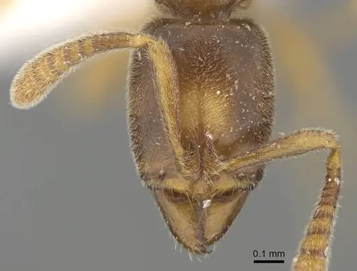 Hypoponera punctatissima specimen CASENT0919815 image casent0919815_2