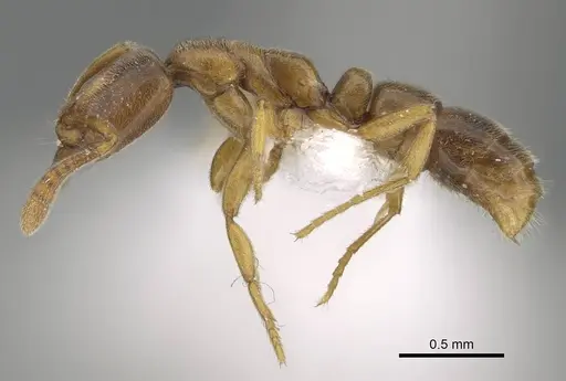 Hypoponera punctatissima specimen CASENT0919815 image casent0919815_3