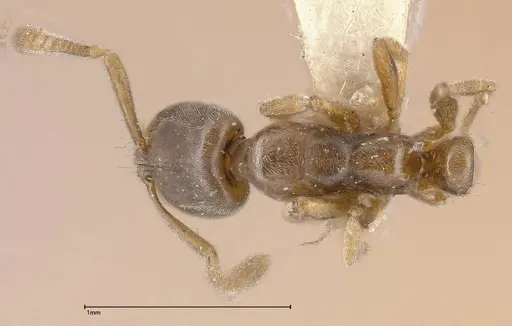 Hypoponera punctatissima specimen FOCOL0360 image focol0360_1
