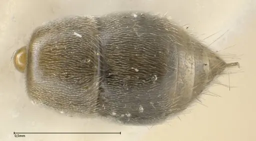 Hypoponera punctatissima specimen FOCOL0360 image focol0360_2