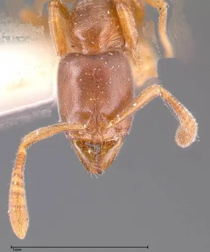 Hypoponera punctatissima specimen FOCOL0360 image focol0360_3