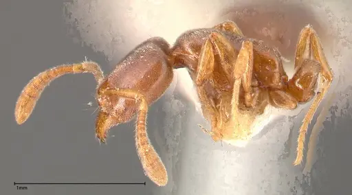 Hypoponera punctatissima specimen FOCOL0360 image focol0360_4