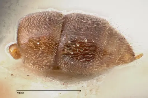 Hypoponera punctatissima specimen FOCOL0360 image focol0360_5