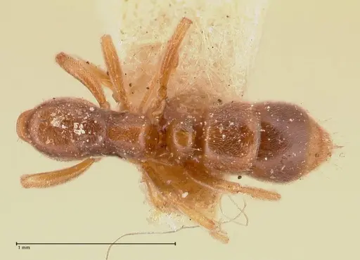Hypoponera punctatissima specimen FOCOL0981 image focol0981_1