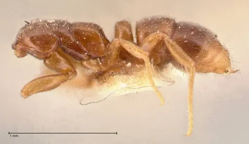 Hypoponera punctatissima specimen FOCOL0981 image focol0981_2