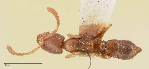 Hypoponera punctatissima specimen FOCOL0982 image focol0982_1