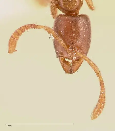 Hypoponera punctatissima specimen FOCOL0982 image focol0982_2