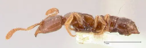 Hypoponera punctatissima specimen FOCOL0982 image focol0982_3