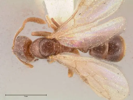 Hypoponera punctatissima specimen FOCOL0983 image focol0983_1
