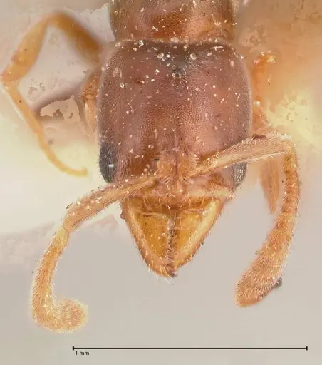 Hypoponera punctatissima specimen FOCOL0983 image focol0983_2